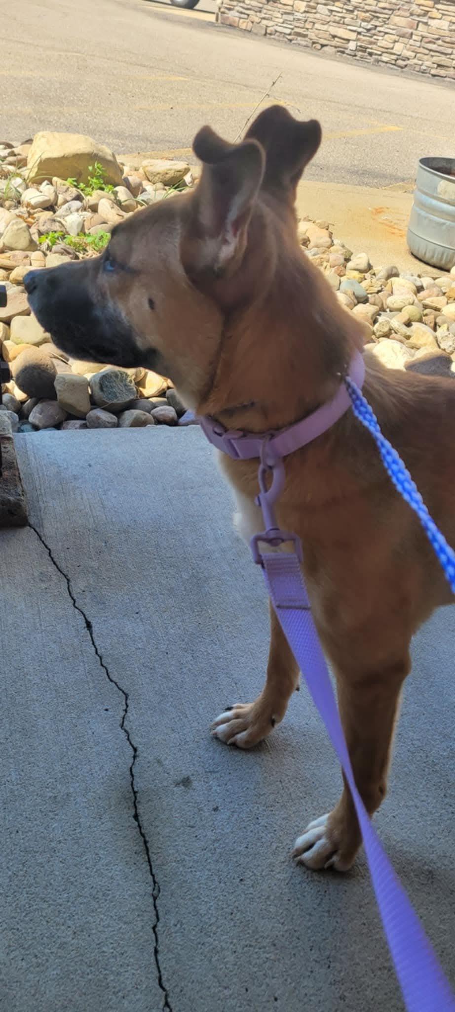 Enlarge Lizzie, a ADOPTABLE mixed breed in St. Clairsville, OH image 3/5