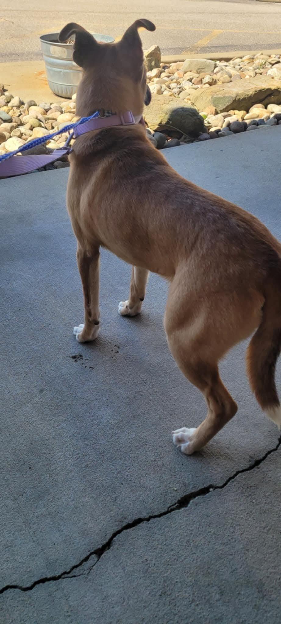 Enlarge Lizzie, a ADOPTABLE mixed breed in St. Clairsville, OH image 5/5