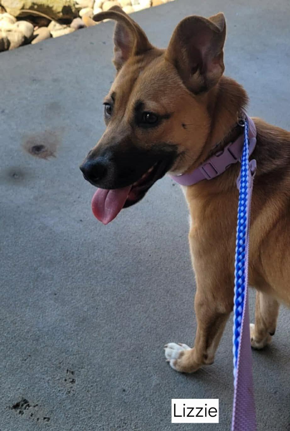 Enlarge Lizzie, a ADOPTABLE mixed breed in St. Clairsville, OH image 1/5