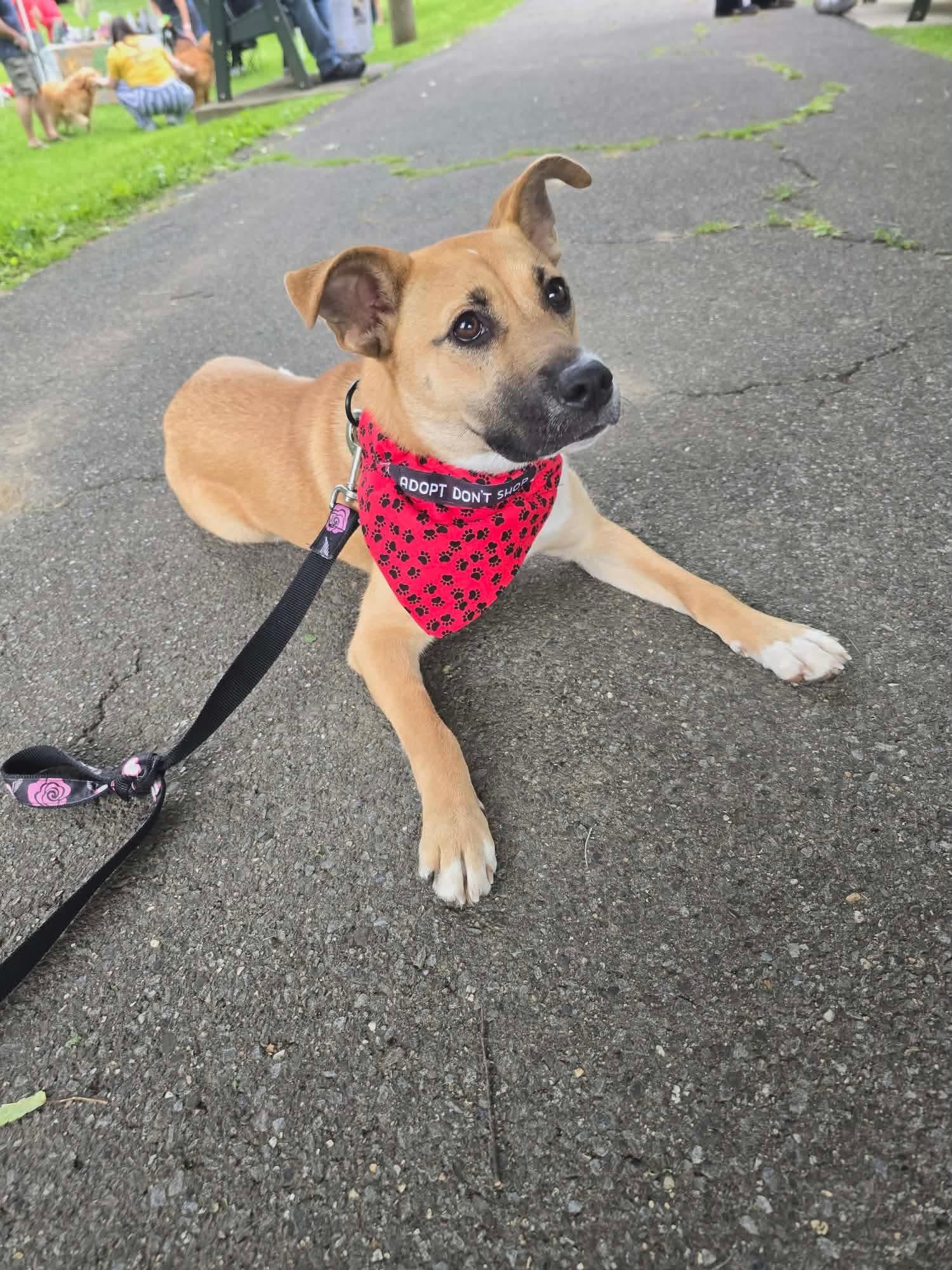 Enlarge Lizzie, a ADOPTABLE mixed breed in St. Clairsville, OH image 3/5