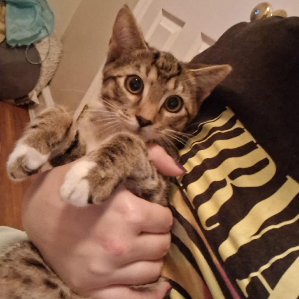 Kurt Russell, Adoptable, Young Male Domestic Short Hair.