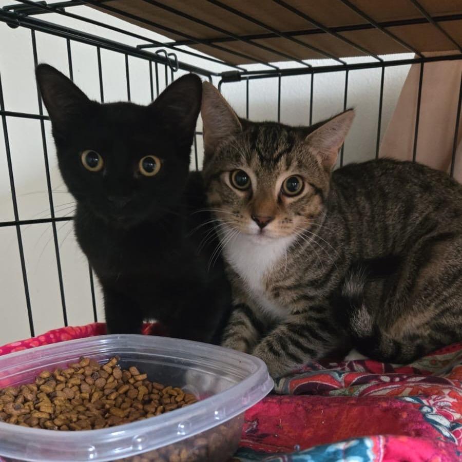 Kurt Russell, a Adoptable Domestic Short Hair in Ashland, VA image 2/2