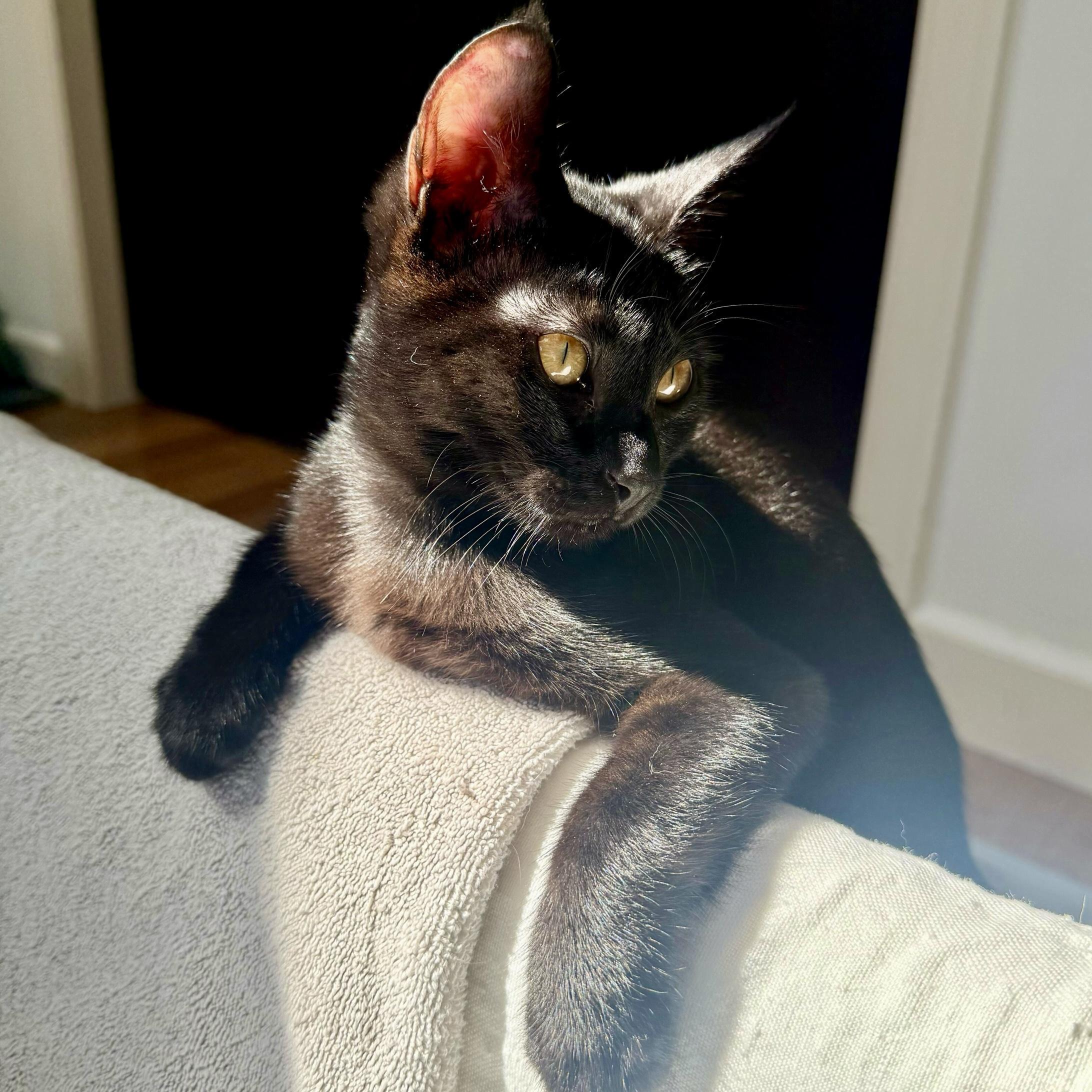 Enlarge Maggie, a Adoptable Domestic Short Hair in Wilsonville, OR image 1/6