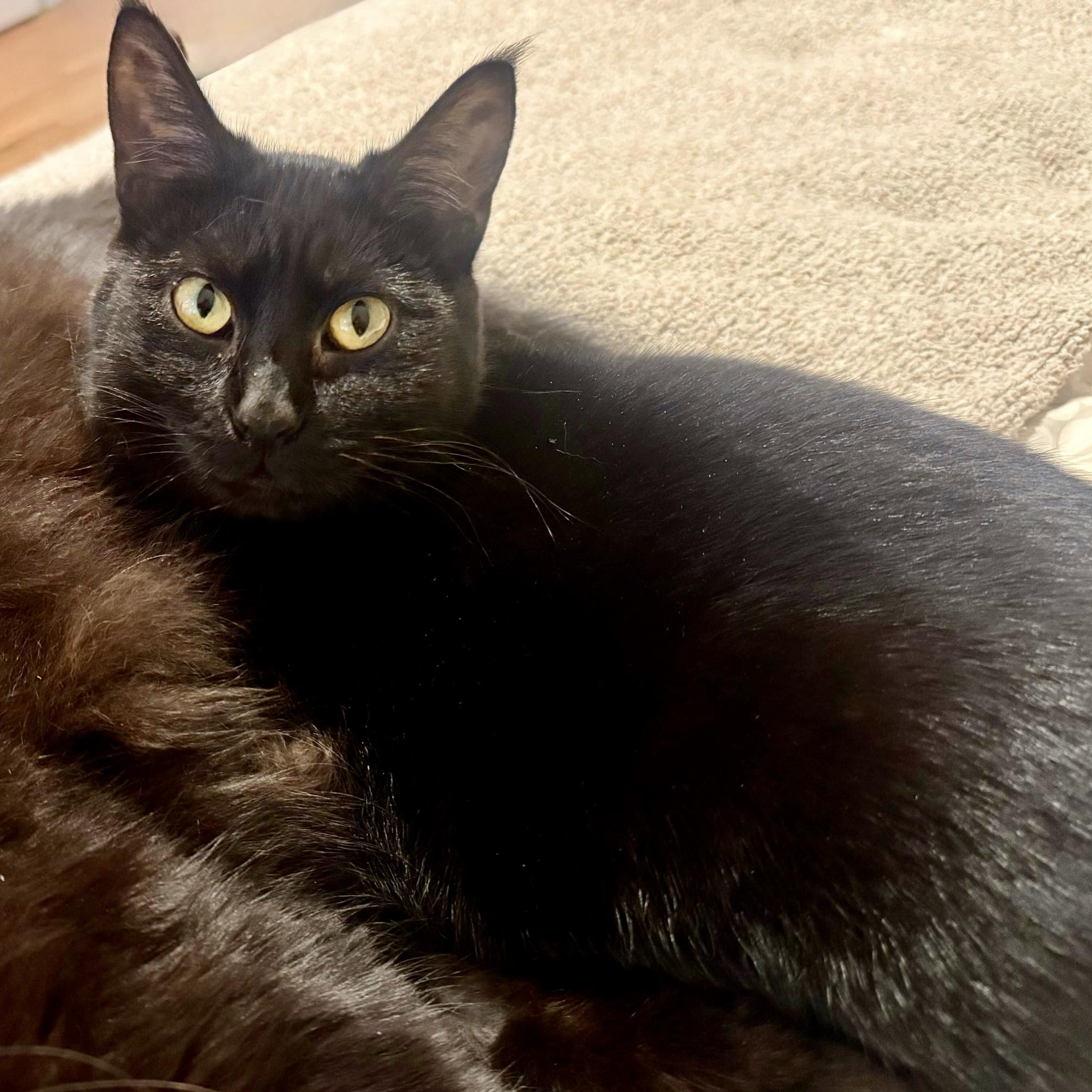 Maggie, Adoptable, Kitten Female Domestic Short Hair.