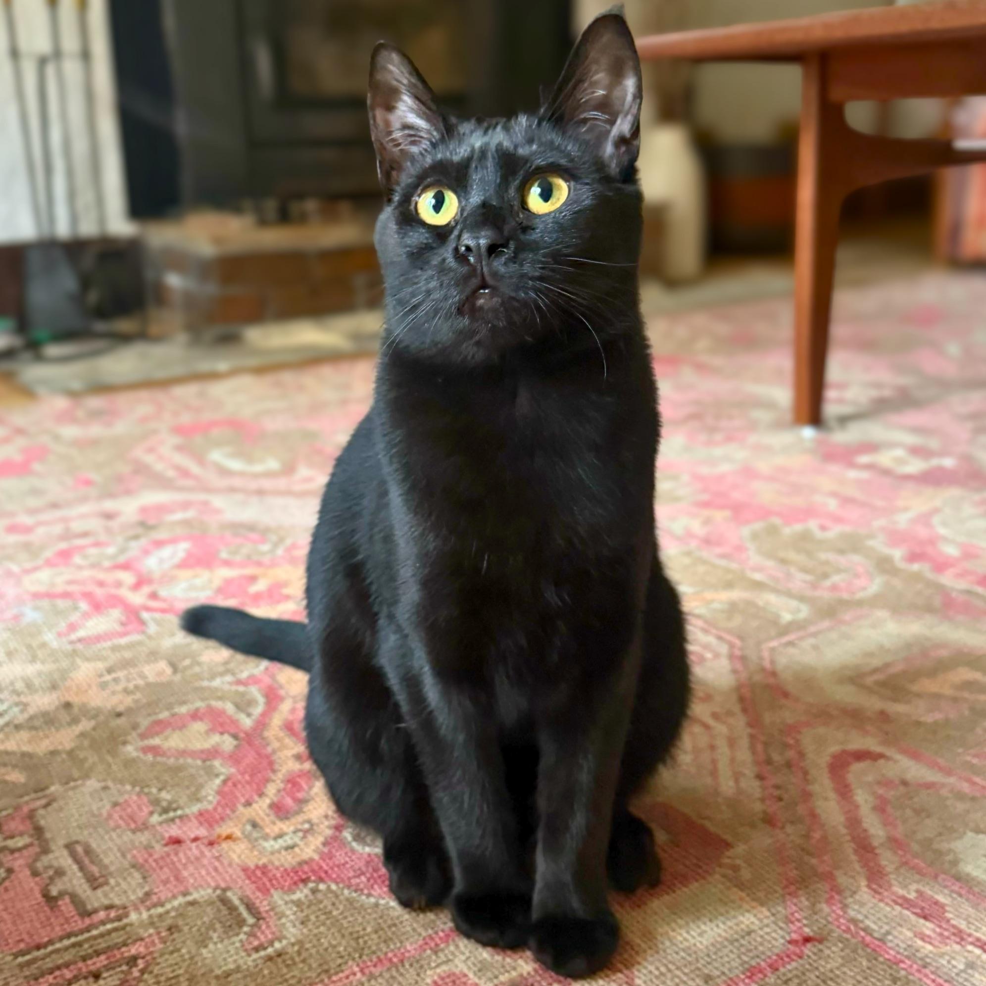 Enlarge Maggie, a Adoptable Domestic Short Hair in Wilsonville, OR image 1/6