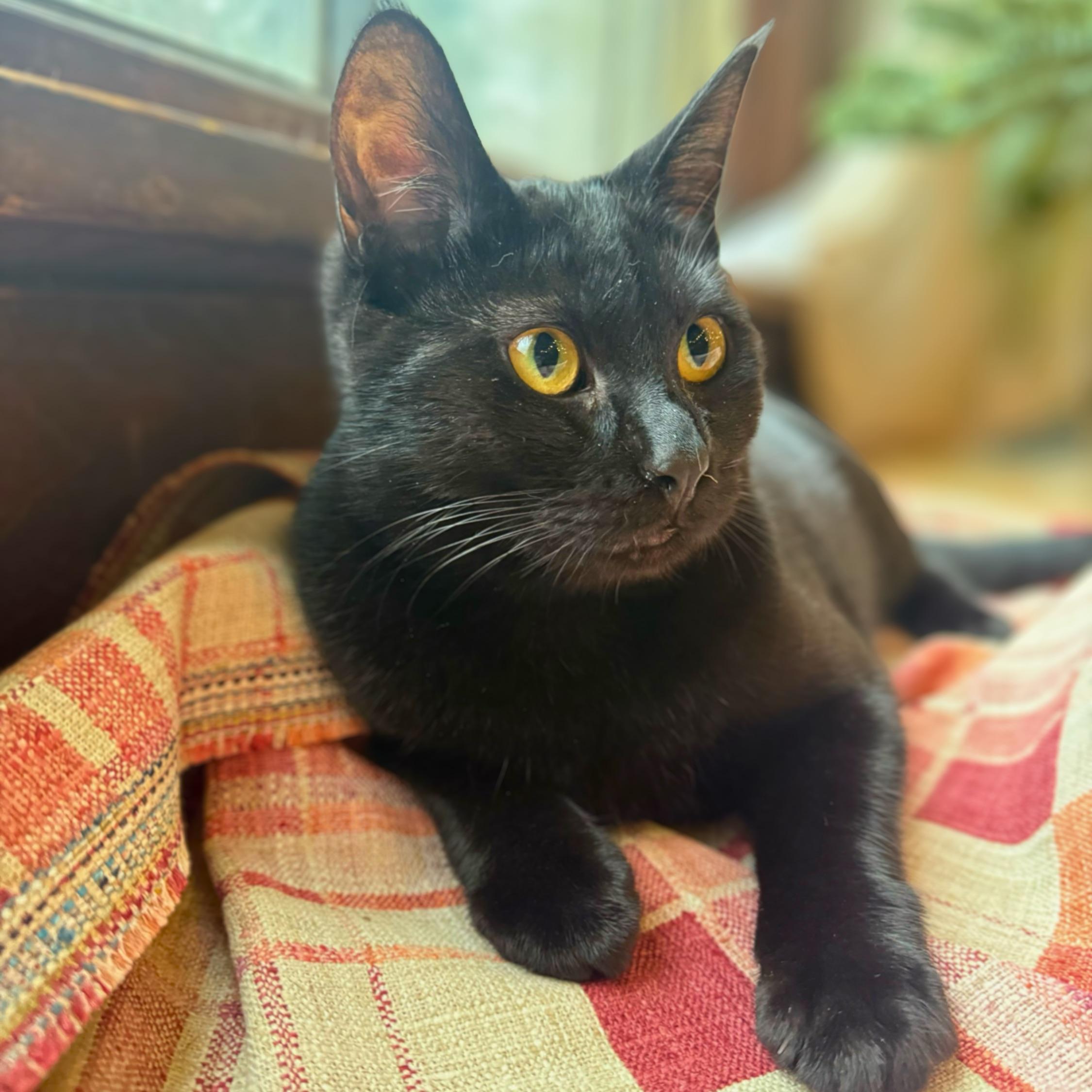 Enlarge Maggie, a Adoptable Domestic Short Hair in Wilsonville, OR image 2/6