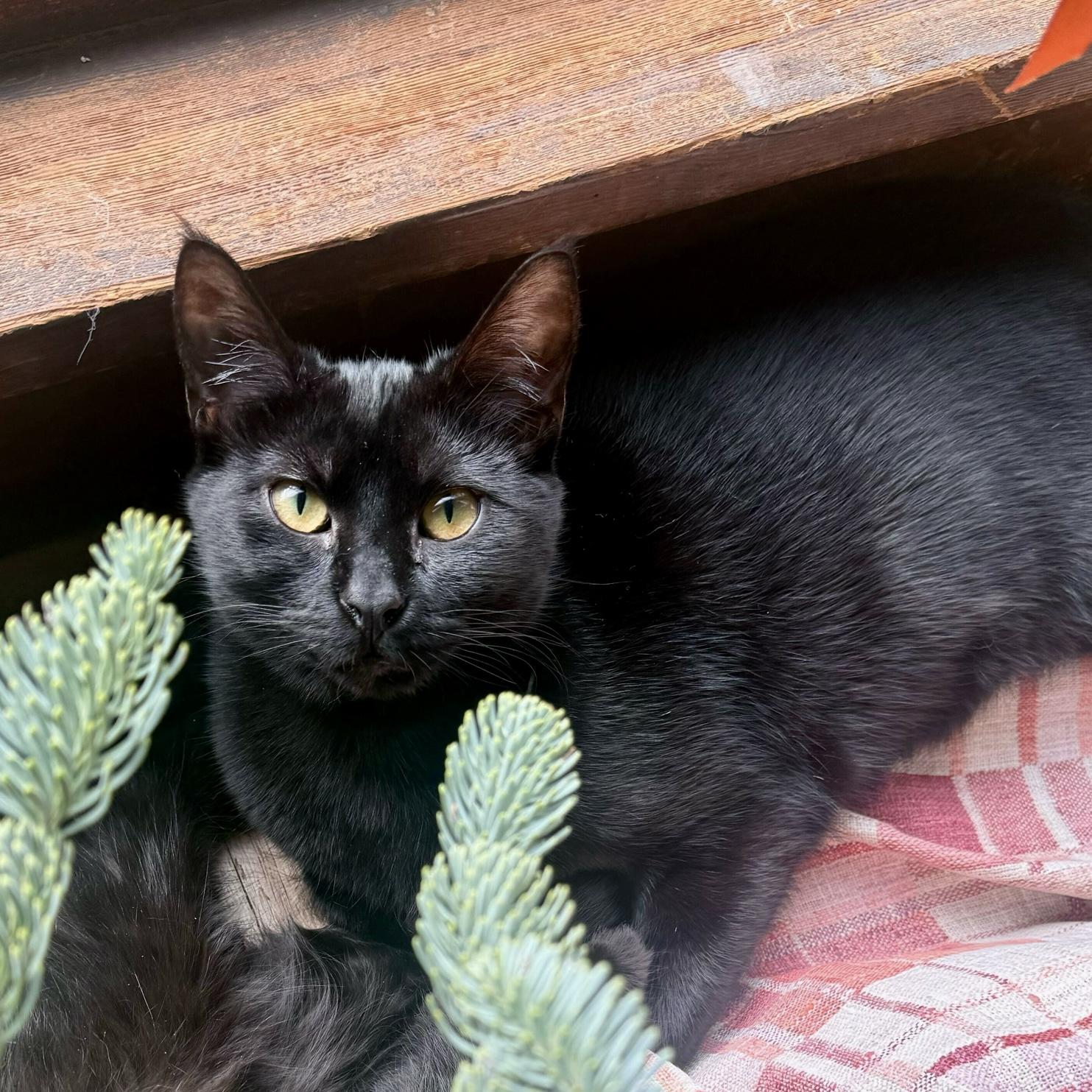 Enlarge Maggie, a Adoptable Domestic Short Hair in Wilsonville, OR image 2/6