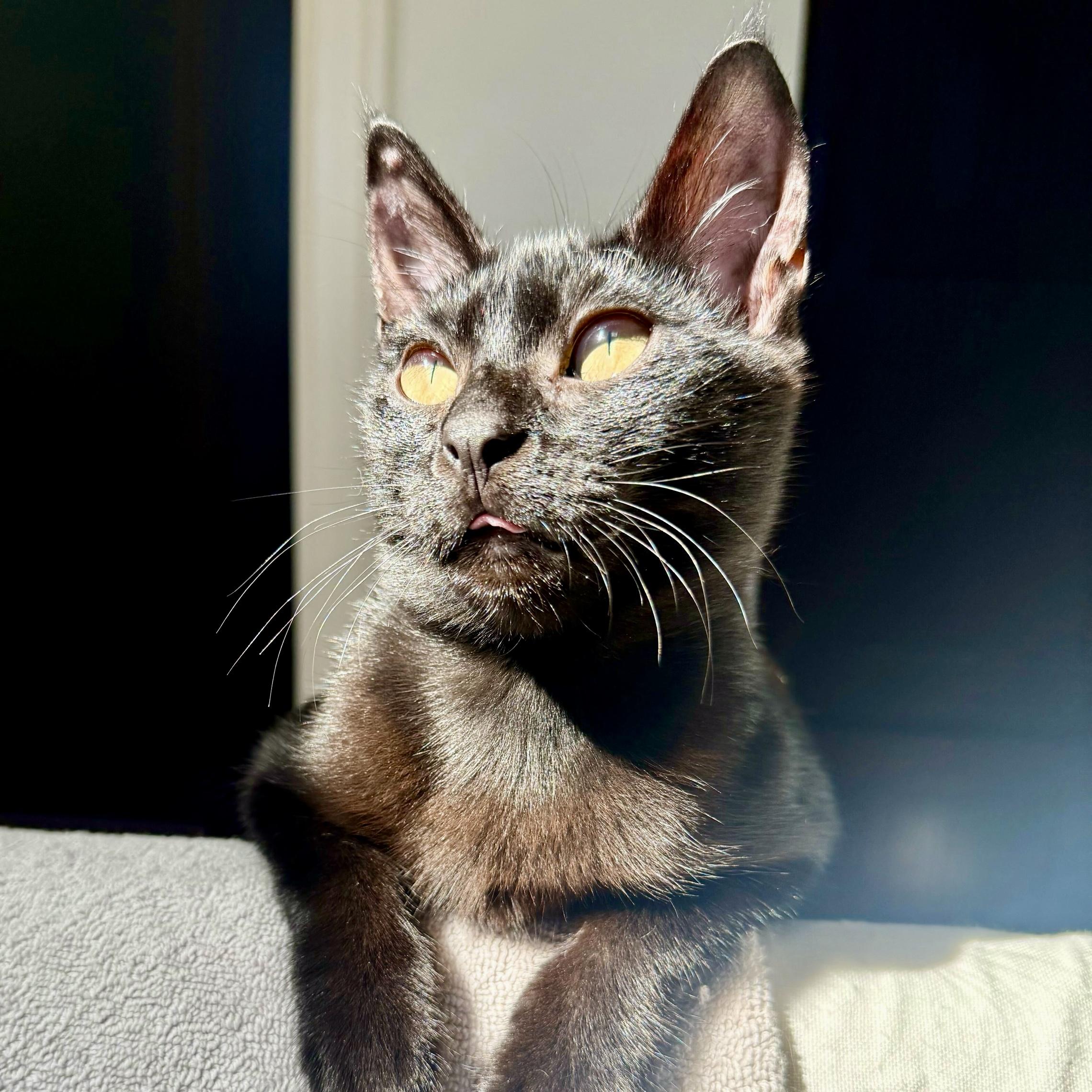 Enlarge Maggie, a Adoptable Domestic Short Hair in Wilsonville, OR image 3/6