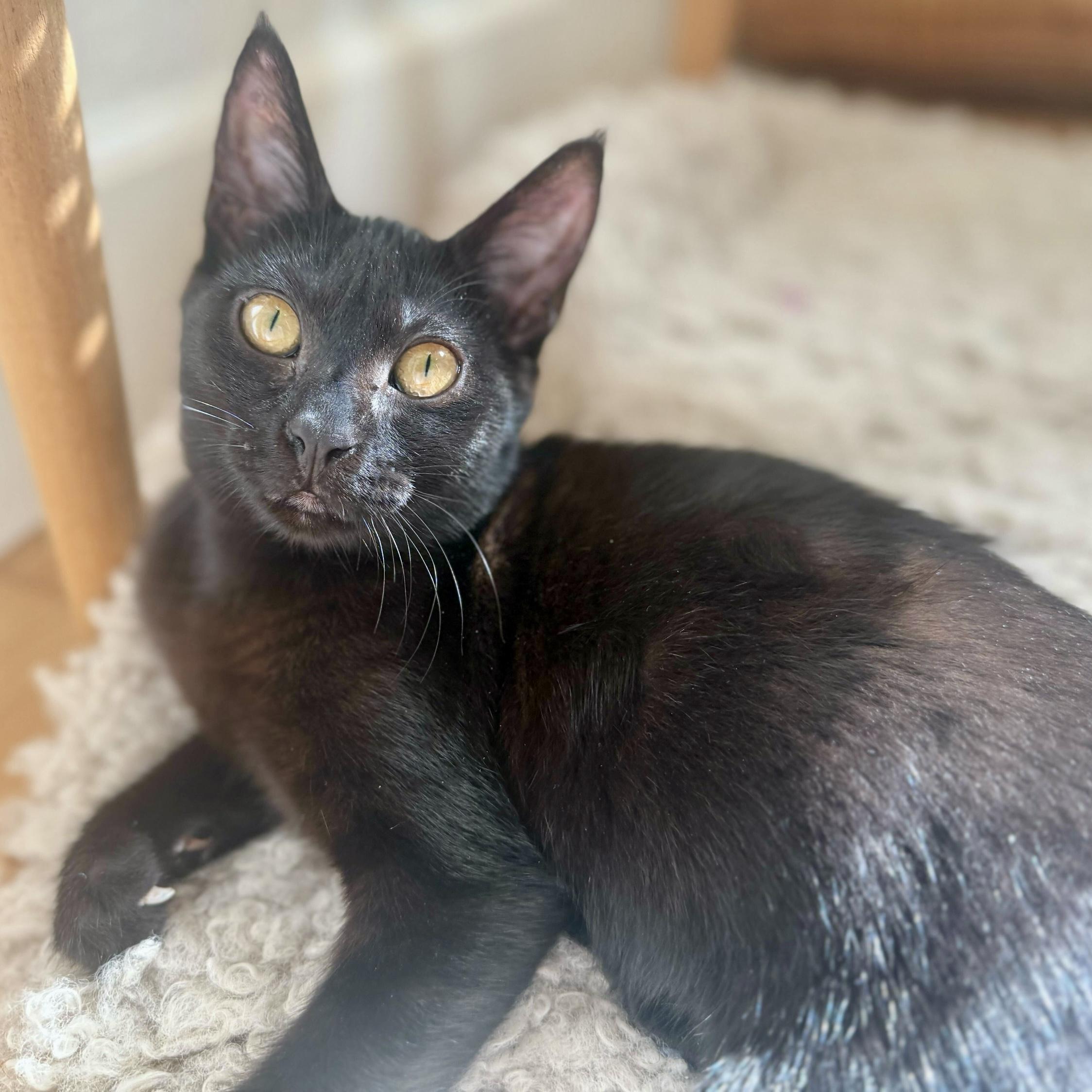 Enlarge Maggie, a Adoptable Domestic Short Hair in Wilsonville, OR image 4/6