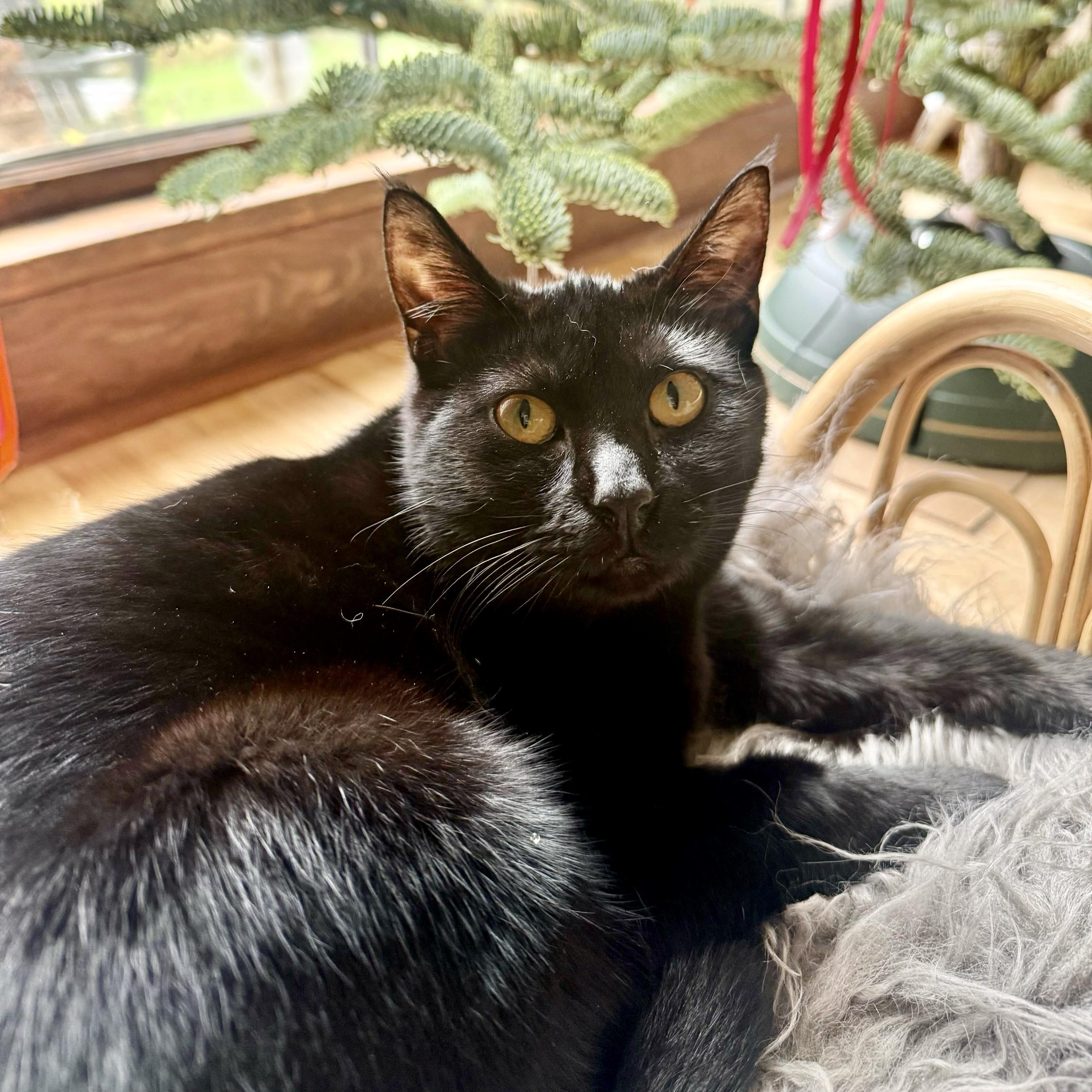 Enlarge Maggie, a Adoptable Domestic Short Hair in Wilsonville, OR image 5/6