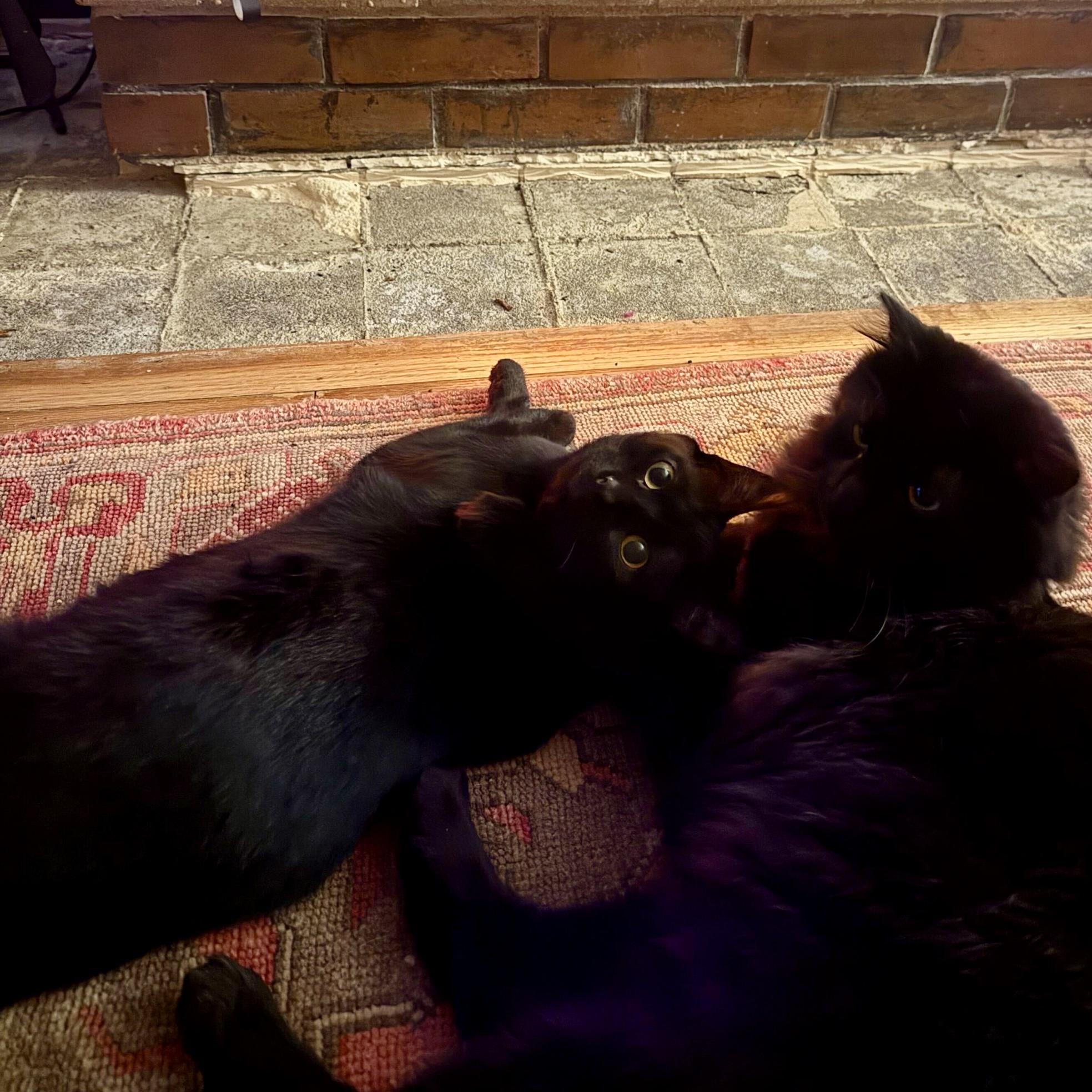 Enlarge Maggie, a Adoptable Domestic Short Hair in Wilsonville, OR image 6/6