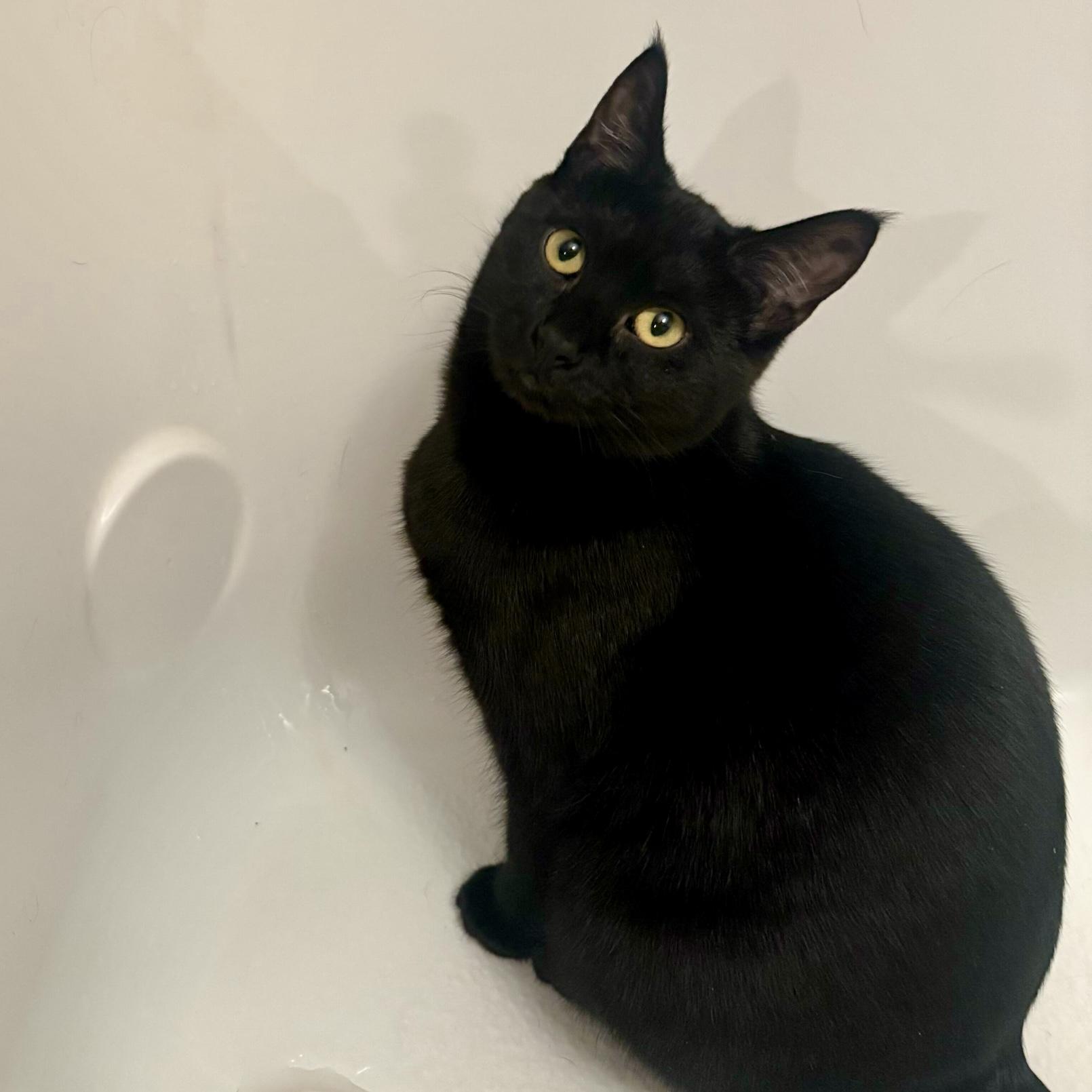 Maggie, a Adoptable Domestic Short Hair in Wilsonville, OR image 6/6