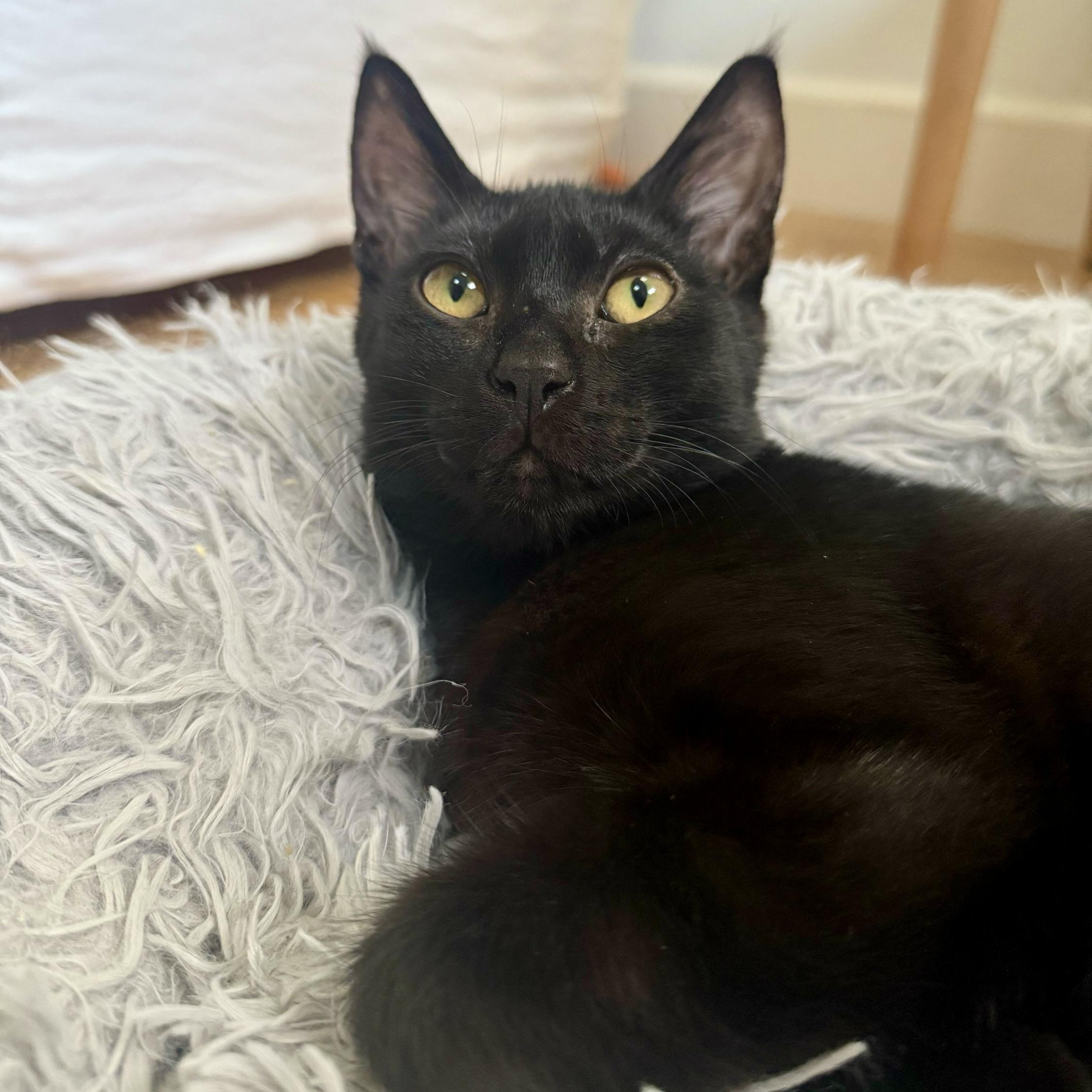 Enlarge Maggie, a Adoptable Domestic Short Hair in Wilsonville, OR image 6/6