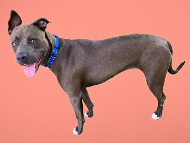 MONKEY, Adoptable, Young Female Pit Bull Terrier & Mixed Breed.