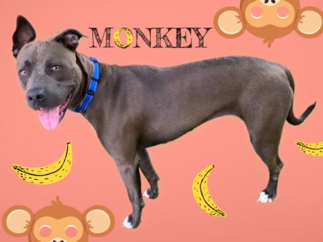 MONKEY, Adoptable, Young Female American Staffordshire Terrier & Mixed Breed.