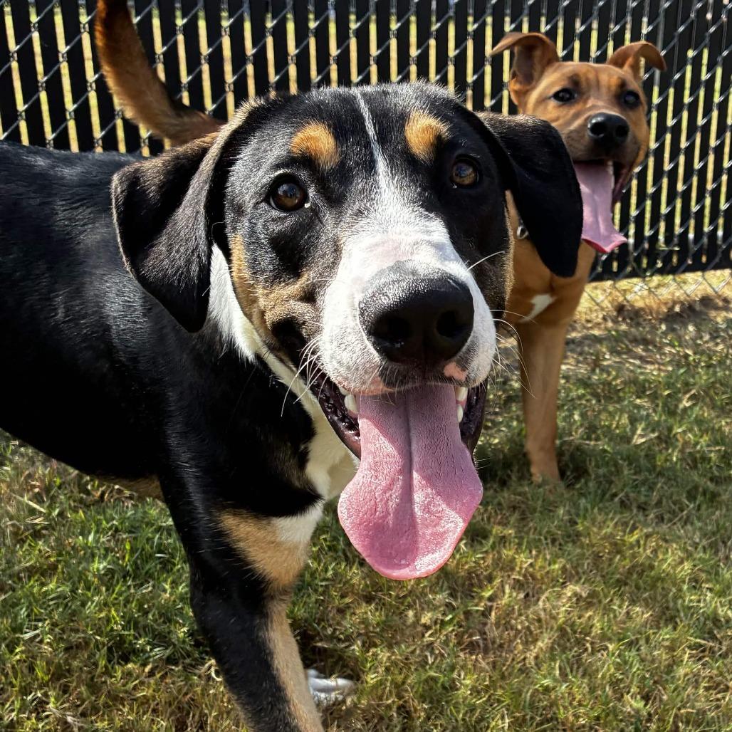 Harvey, Adoptable, Young Male Boxer & Labrador Retriever.