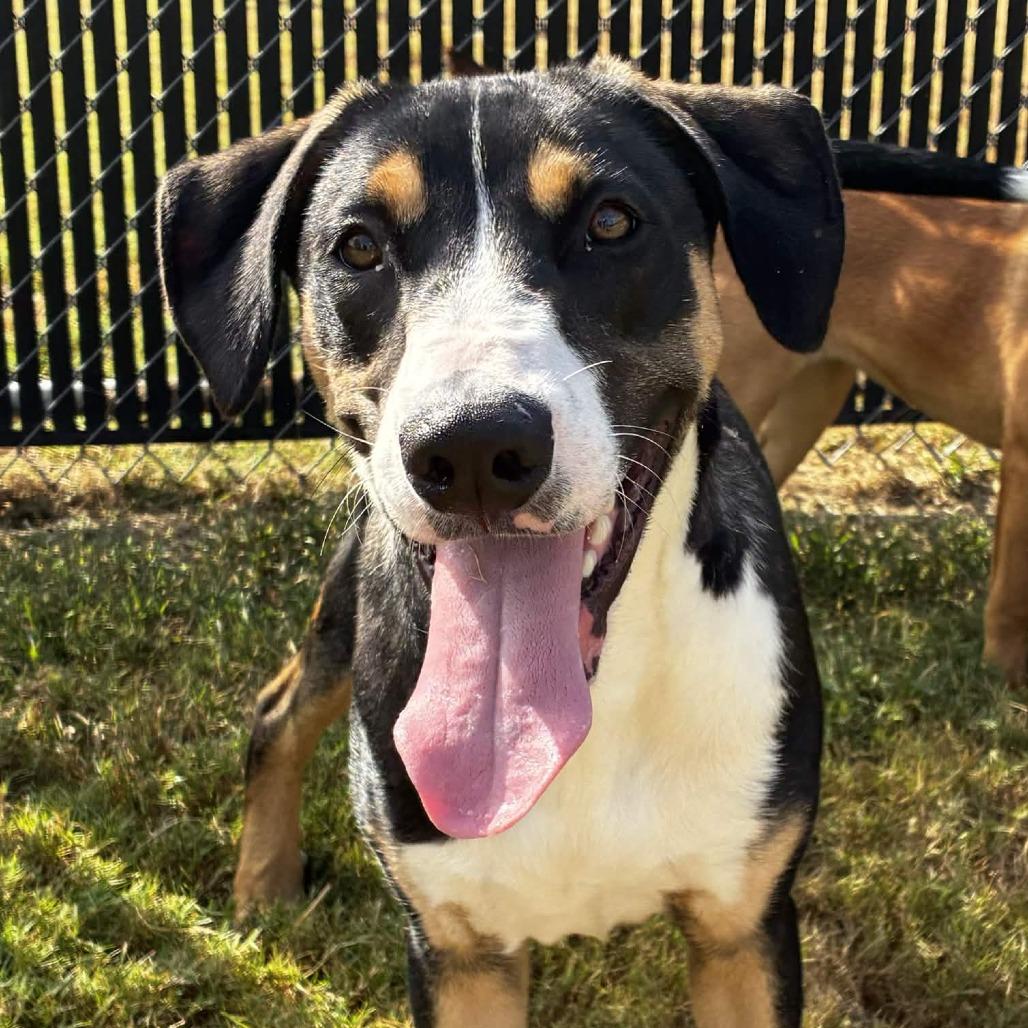 Harvey, a Adoptable mixed breed in Beaumont, TX image 2/2