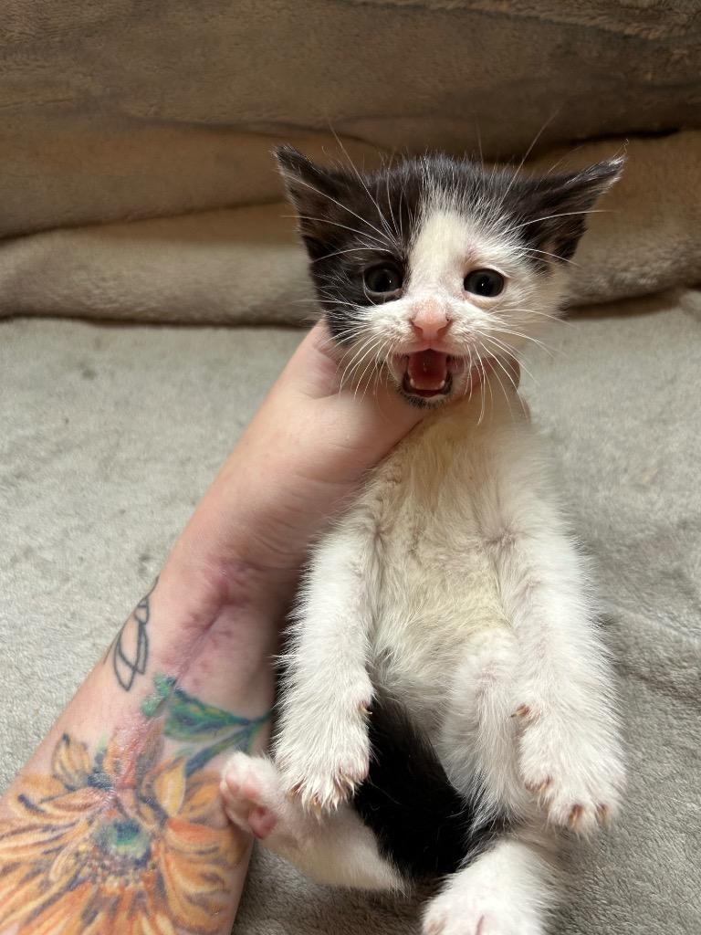 Enlarge KitKat, a Adoptable mixed breed in Parsons, WV image 1/2