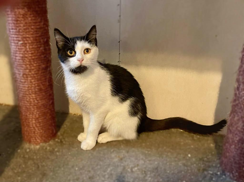 Enlarge KitKat, a Adoptable mixed breed in Parsons, WV image 2/2