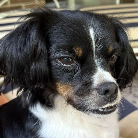 Cali Momma Puzzle - Local Lady, Adoptable, Adult Female Cavalier King Charles Spaniel & Japanese Chin.
