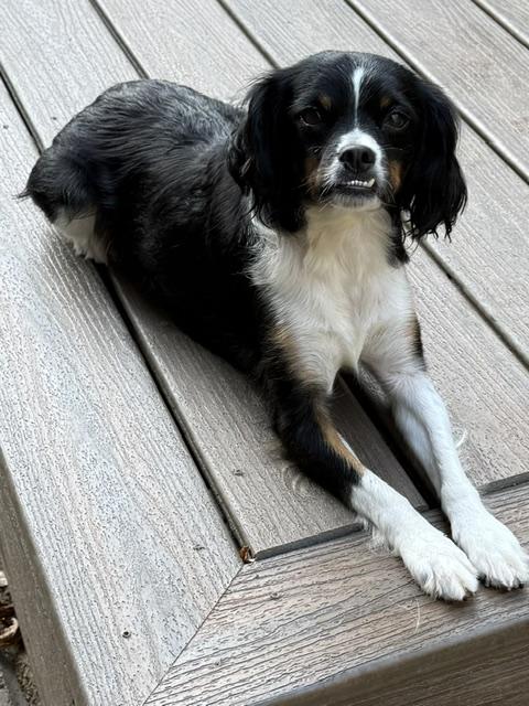 Enlarge Cali Momma Puzzle - Local Lady, a Adoptable mixed breed in Andover, MA image 3/6