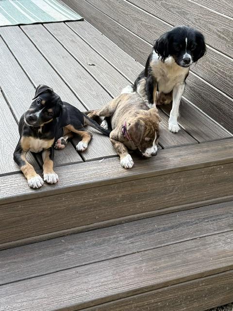 Enlarge Cali Momma Puzzle - Local Lady, a Adoptable mixed breed in Andover, MA image 4/6
