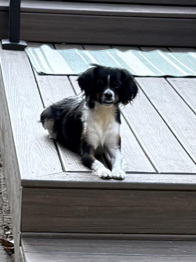Enlarge Cali Momma Puzzle - Local Lady, a Adoptable mixed breed in Andover, MA image 5/6