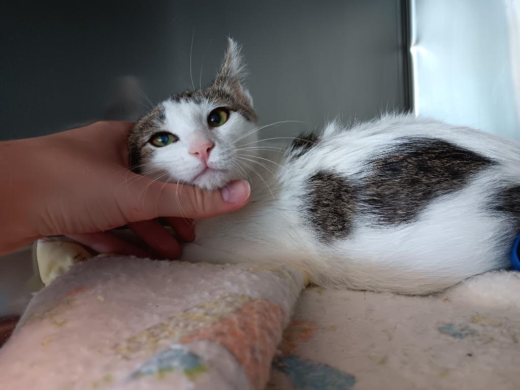 Charlotte (Seek), Adoptable, Kitten Female Domestic Short Hair.