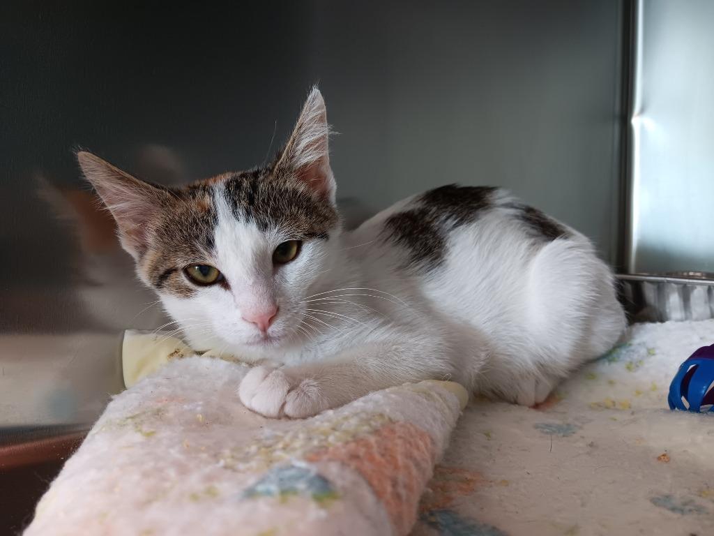 Charlotte (Seek), a Adoptable mixed breed in New Braunfels, TX image 2/3