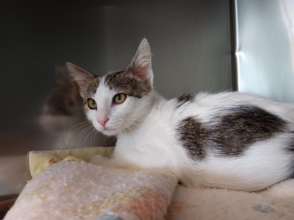 Charlotte (Seek), a Adoptable mixed breed in New Braunfels, TX image 3/3