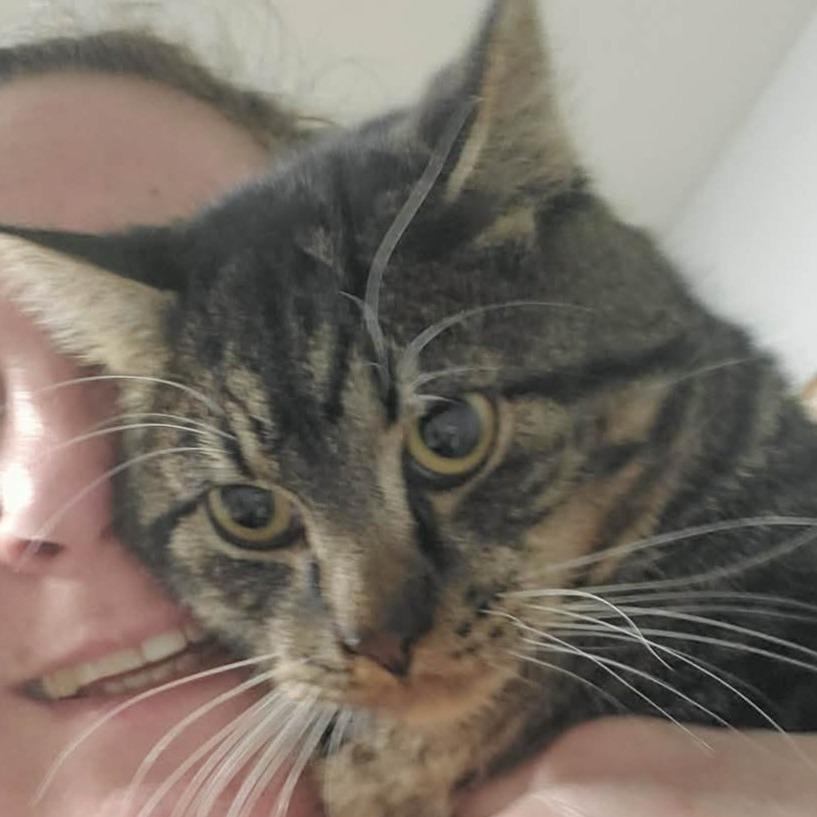 Ducky Boots, Adoptable, Young Male Domestic Short Hair.