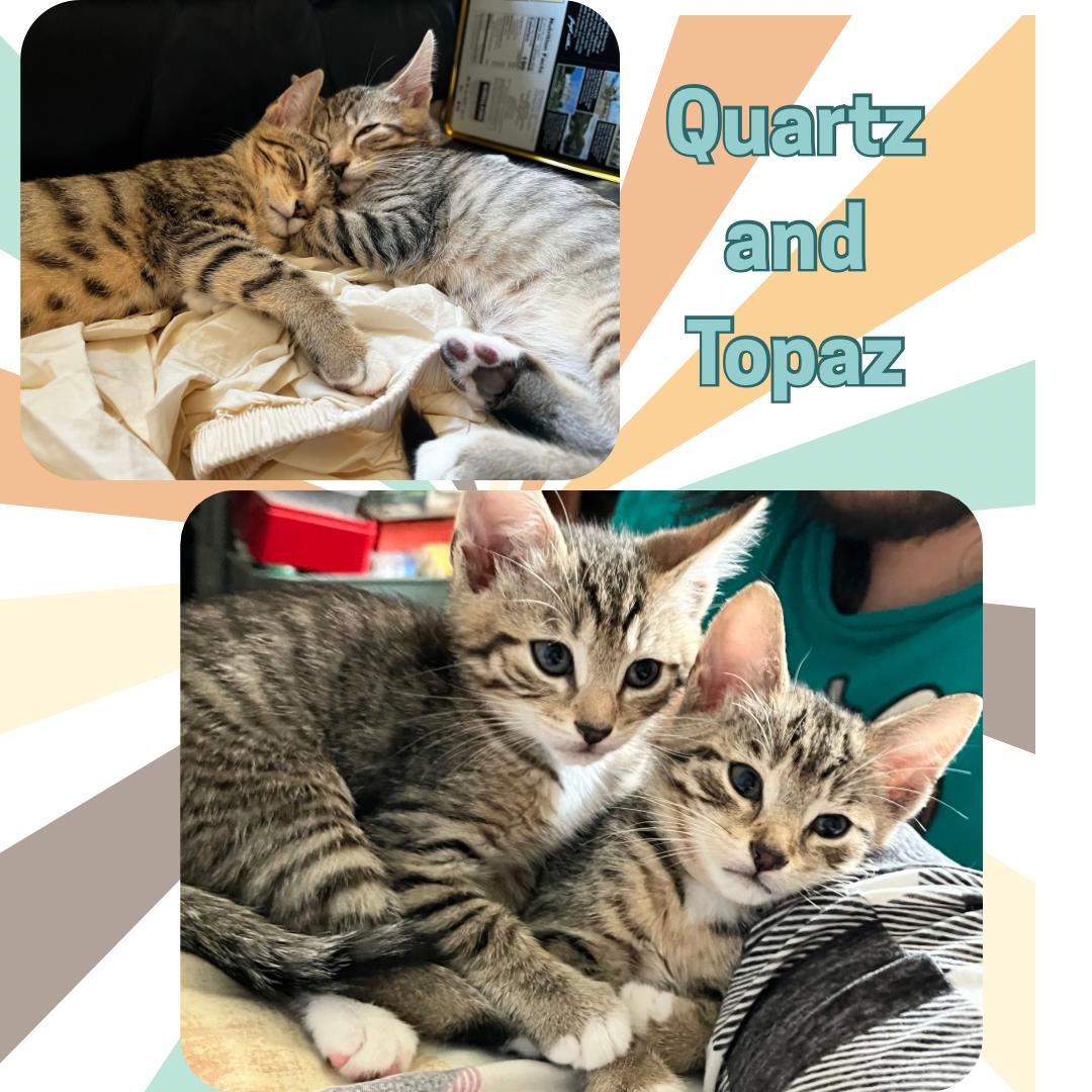 The purring gemstones : Topaz and Quartz, Baby Female Domestic Short Hair