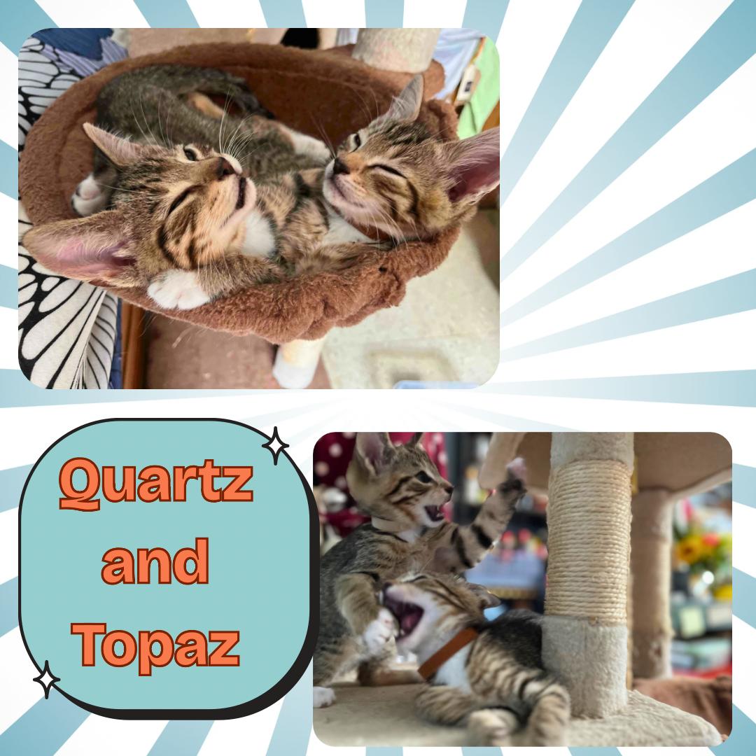 The purring gemstones : Topaz and Quartz photo 3