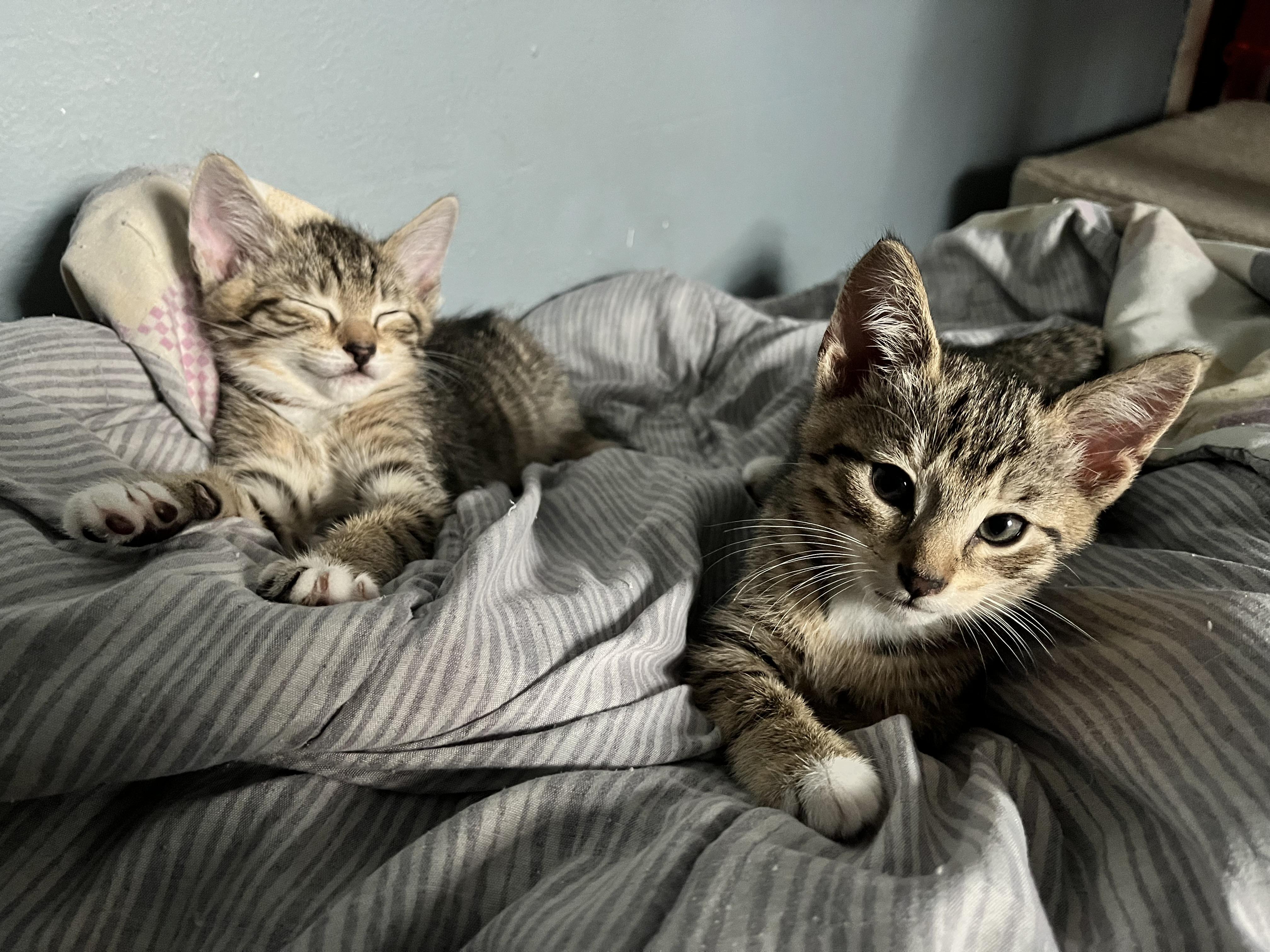 The purring gemstones : Topaz and Quartz photo 6