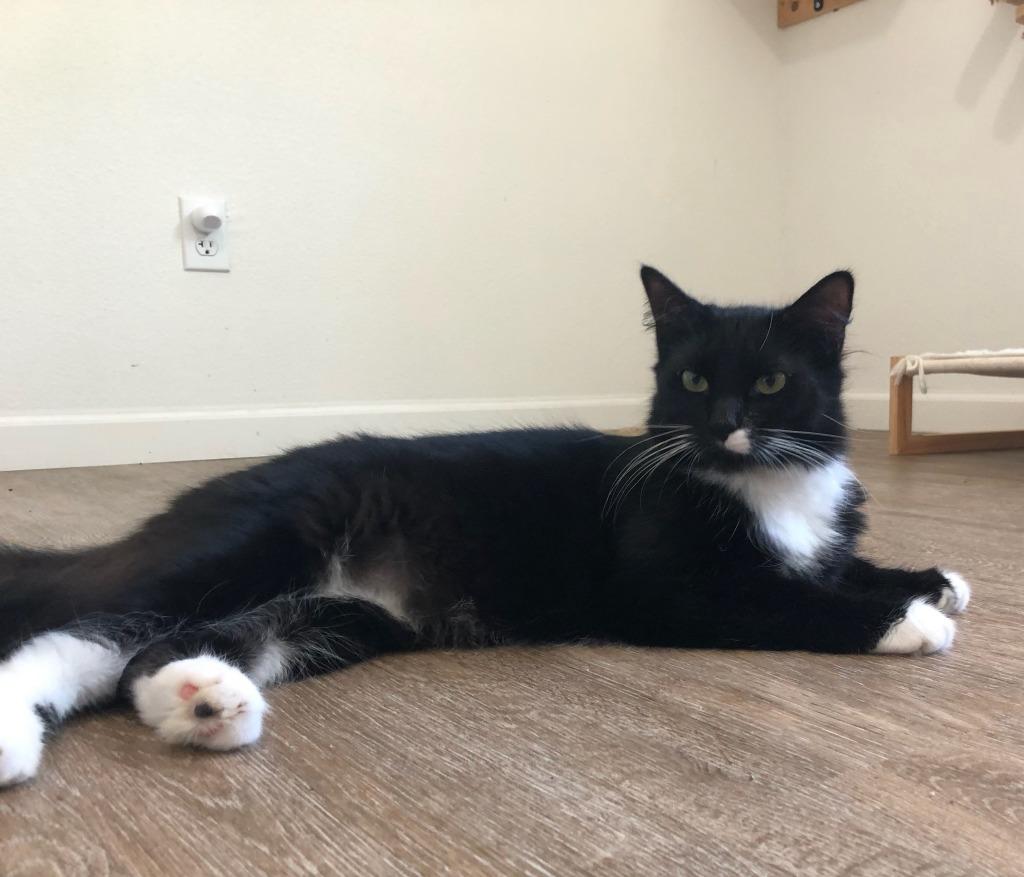 Beauty, Adoptable, Young Female Domestic Short Hair.