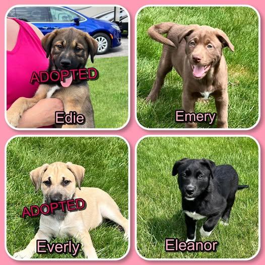 Enlarge Puppies - Edie, Emery, Everly, Eleanor, an adopted mixed breed in Traverse City, MI image 1/1