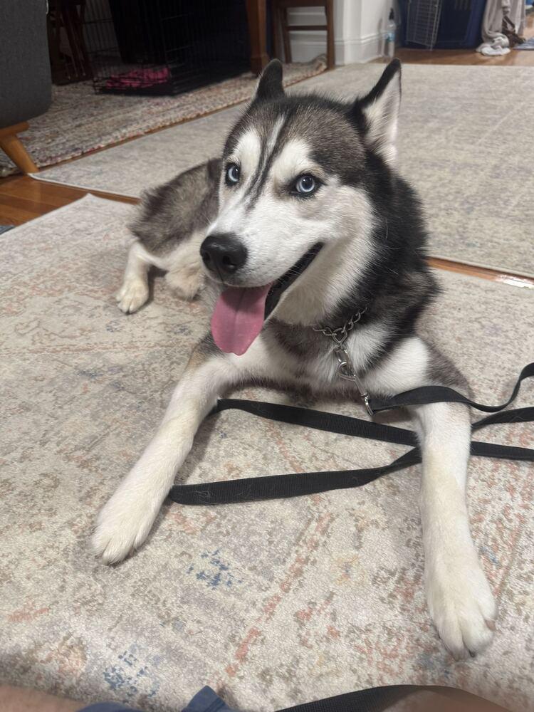 Aires, Adoptable, Adult Male Siberian Husky.