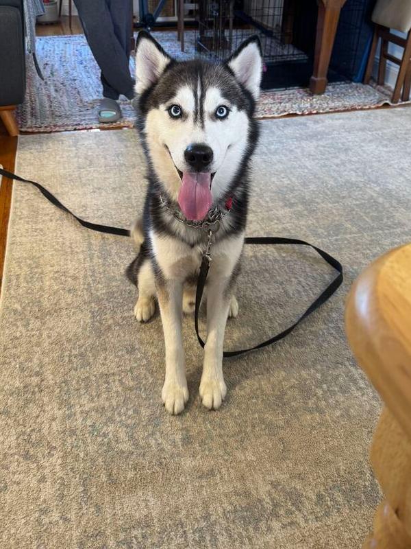Enlarge Aires, a Adoptable Siberian Husky in Long Island City, NY image 2/6