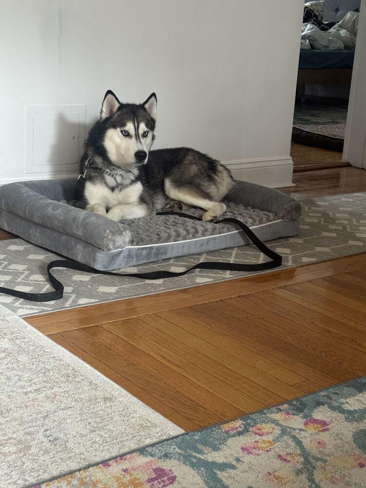 Enlarge Aires, a Adoptable Siberian Husky in Long Island City, NY image 4/6