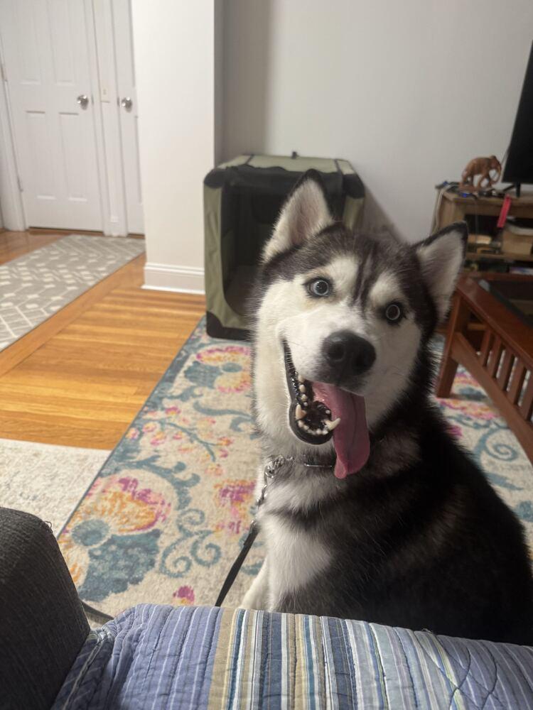 Enlarge Aires, a Adoptable Siberian Husky in Long Island City, NY image 5/6