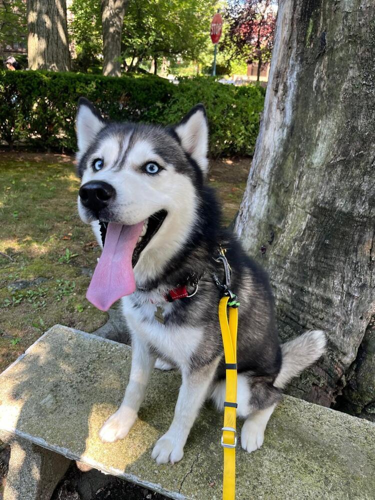 Enlarge Aires, a Adoptable Siberian Husky in Long Island City, NY image 6/6