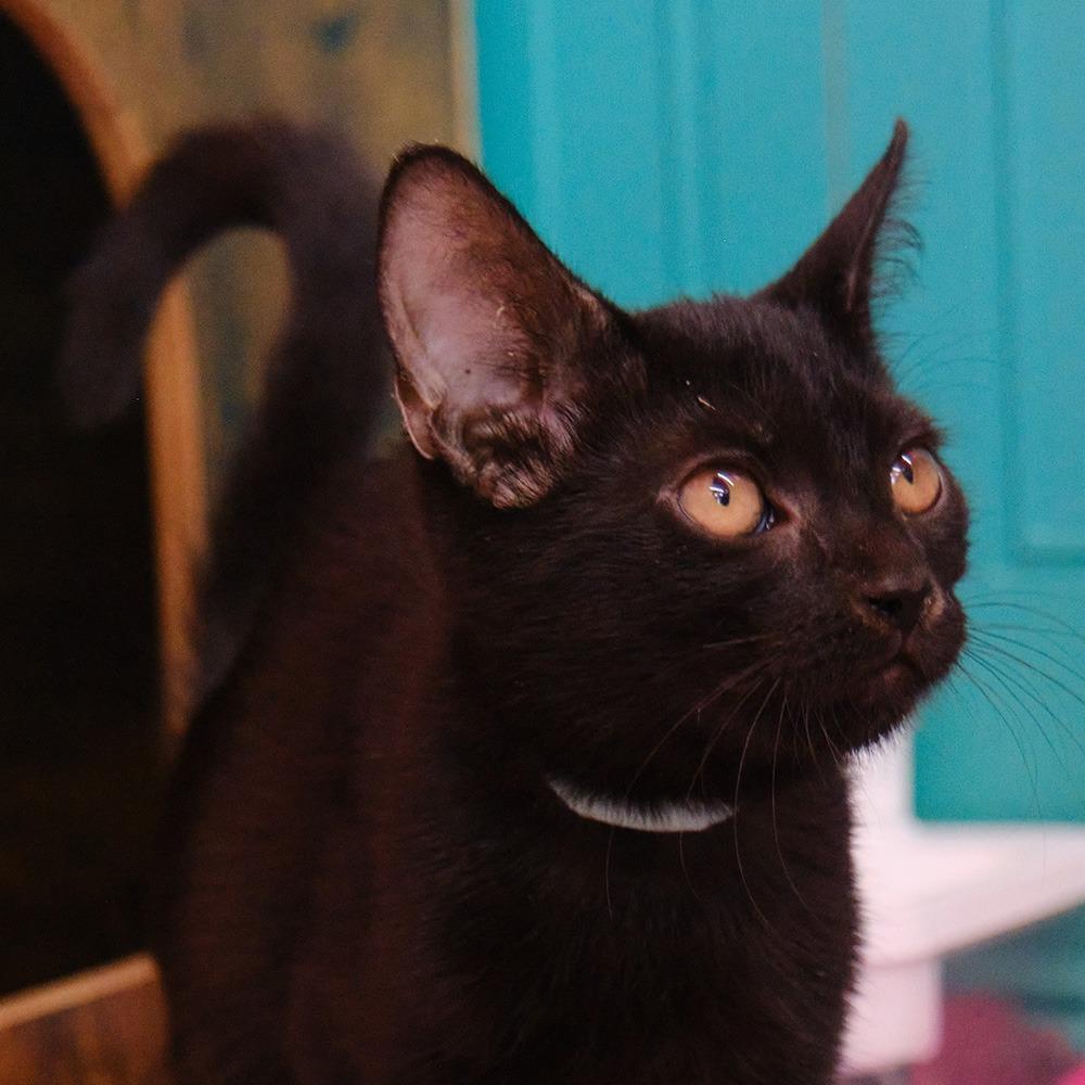 Zoey, Adoptable, Young Female Domestic Short Hair.