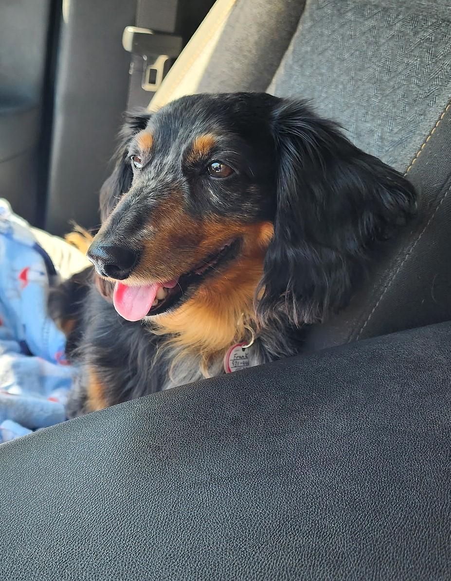 Enlarge Franky in TN, an adopted Dachshund in Alcoa, TN image 3/6