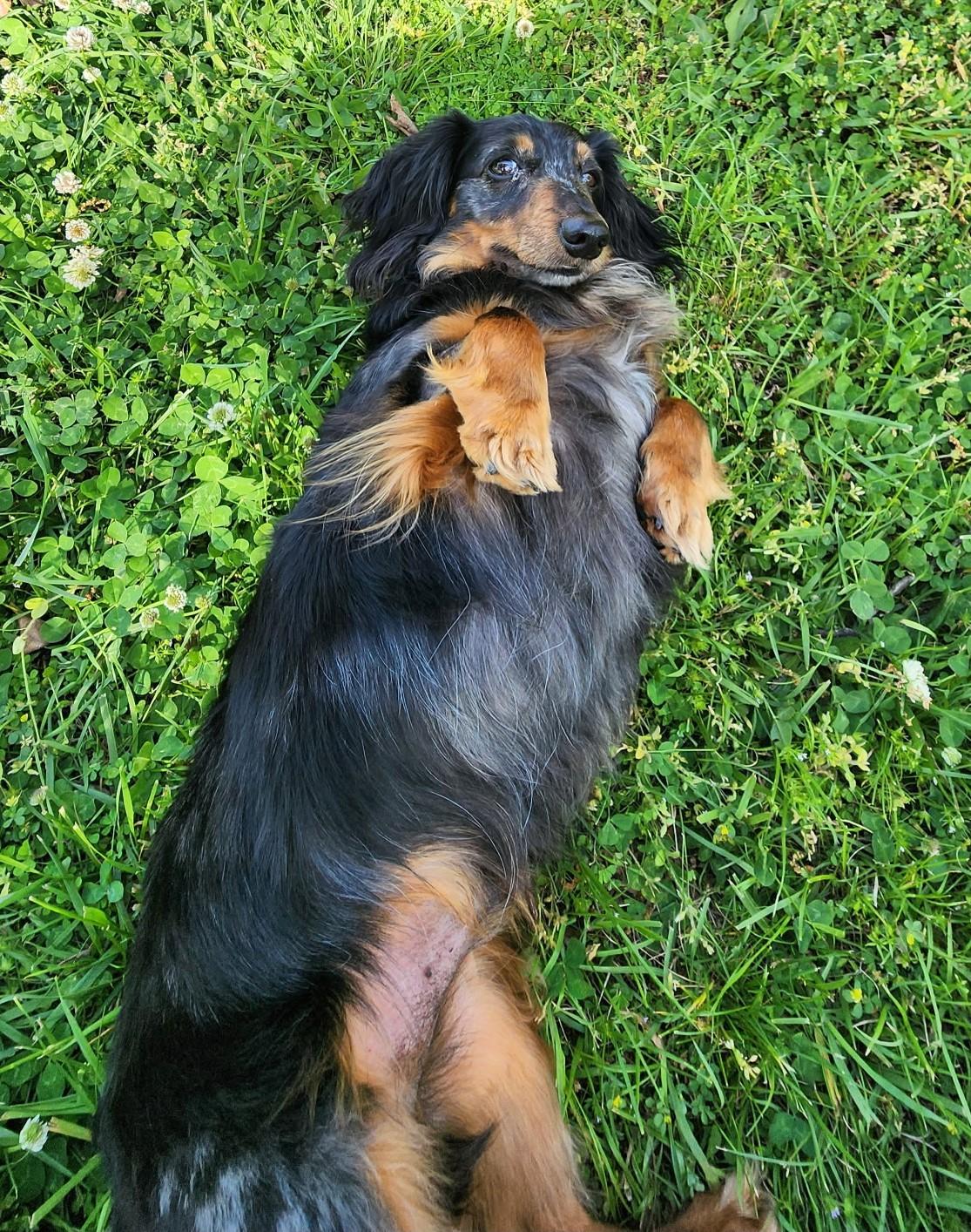 Enlarge Franky in TN, an adopted Dachshund in Alcoa, TN image 2/6