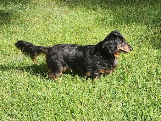 Enlarge Franky in TN, an adopted Dachshund in Alcoa, TN image 5/6