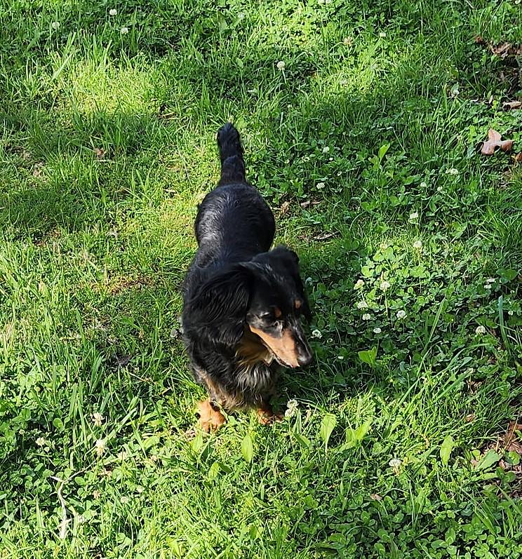 Enlarge Franky in TN, an adopted Dachshund in Alcoa, TN image 6/6