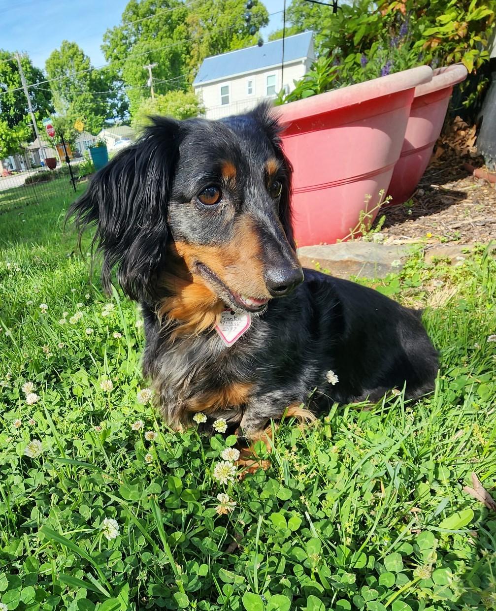 Franky in TN, adopted, Senior Male Dachshund.