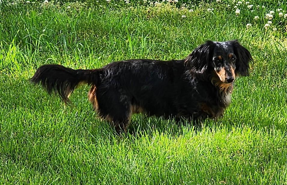 Enlarge Franky in TN, an adopted Dachshund in Alcoa, TN image 4/6