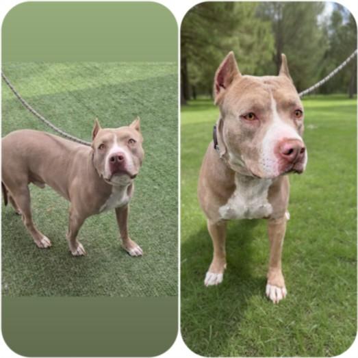 Enlarge BABY, a Adoptable mixed breed in Chatsworth, CA image 1/1