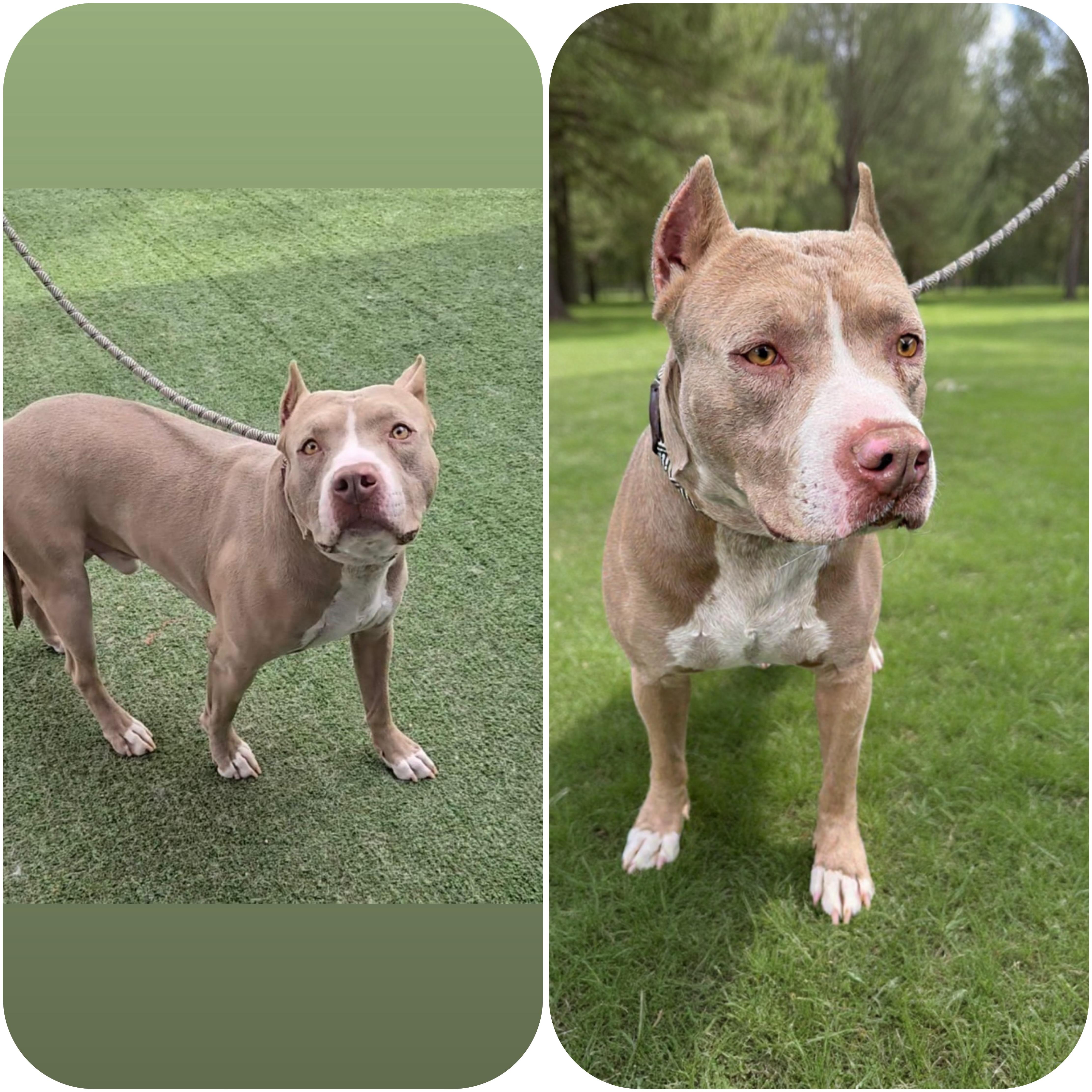 BABY, Adoptable, Adult Male Pit Bull Terrier & Mixed Breed.